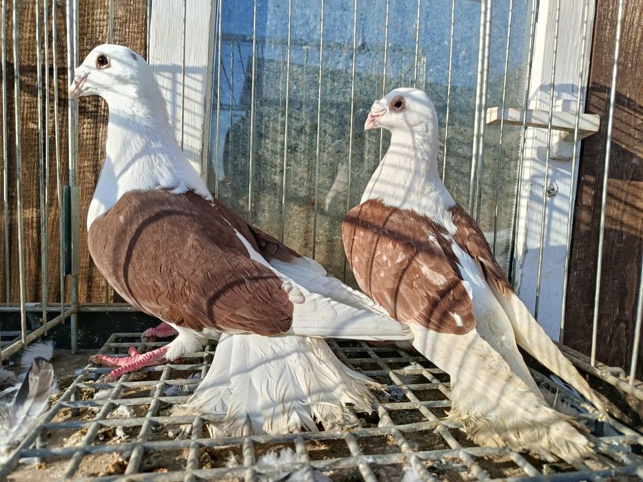 Śląskie tarczowe Śląski tarczowy