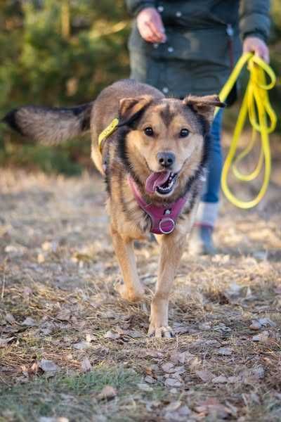 Porzucony młody Moris szuka spokojnego domku