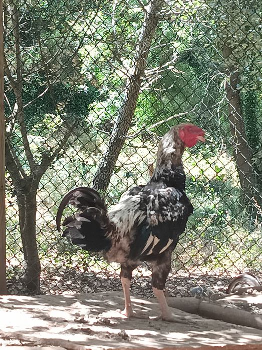 Galo de campo com 11 meses