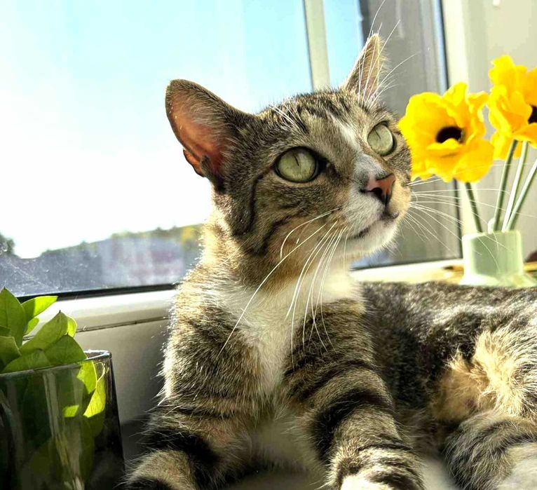 Robin - niezwykle urokliwy kocurek z charakterem :)