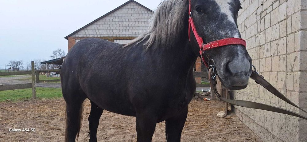 Koń Klacz Perszeron 2 lata