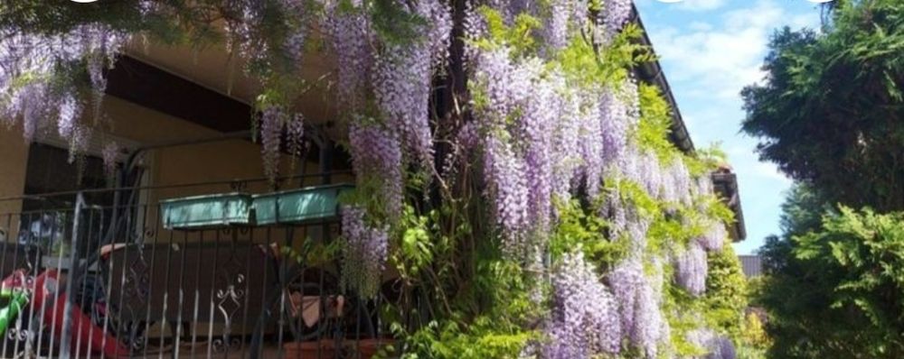 Sadzonki wisterii 20 szt