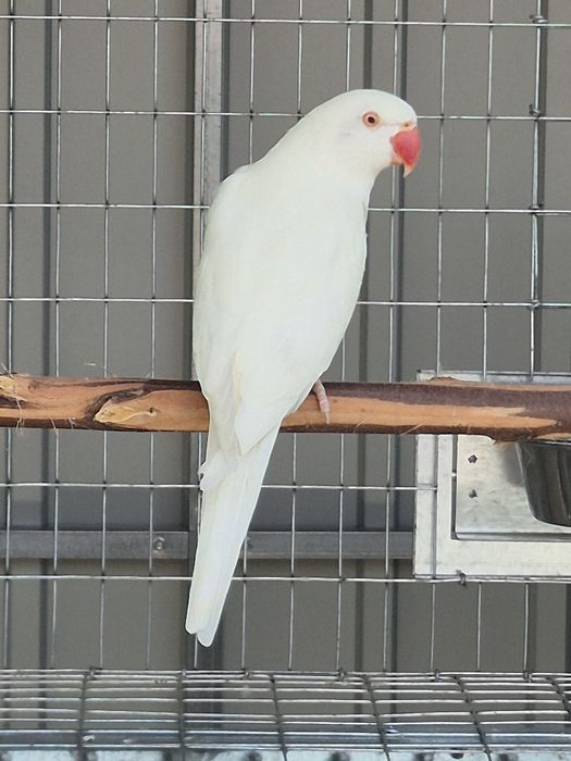 Ringnecks para venda ou troca