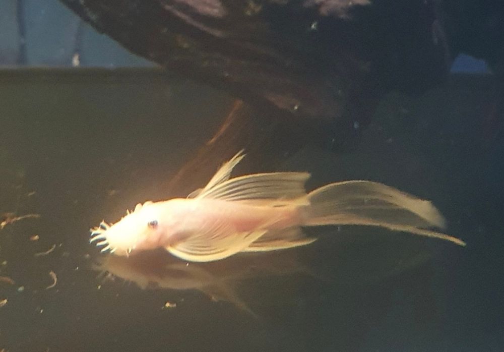 SAMIEC Snow White long fin WELONIASTY dorosły Wysyłka