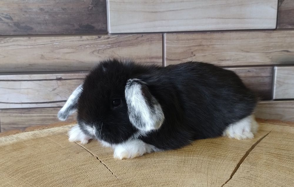 Króliczki mini lop wolne króliczki baranki