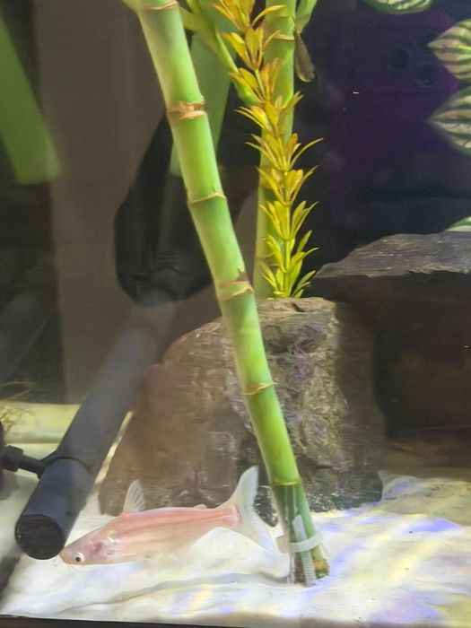 Troco ou vendo pangasius albino .