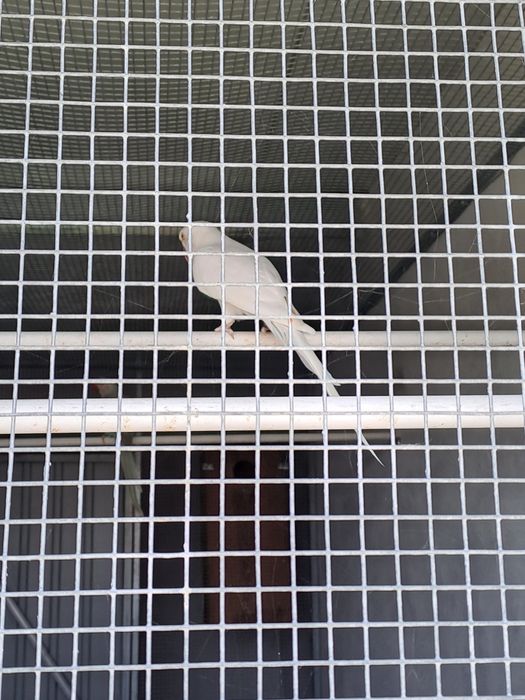 Ring Neck Branco