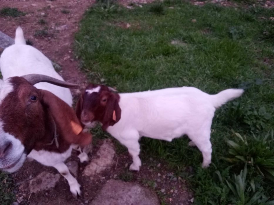Vendo cabras boer puras