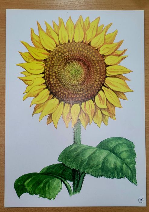 Демонстраційний матеріал.  Овочі. 28 предметних малюнків.