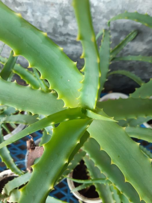 Продам алое лекарственное