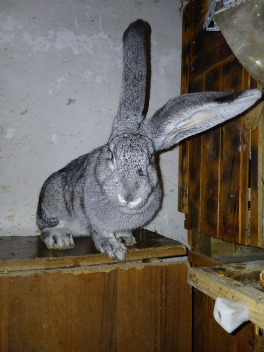 В продажі   самка