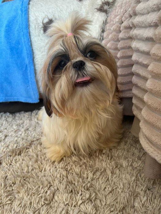 Неймовірна красуня ши тцу КСУ у найкращі ручки буде дрібненька