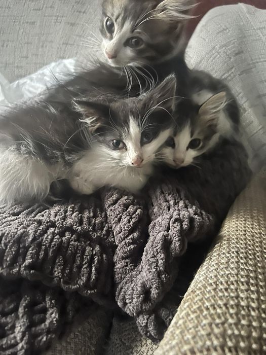Котик в добрі руки