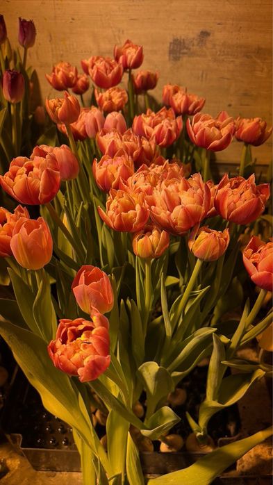 Тюльпаны к 8 марта