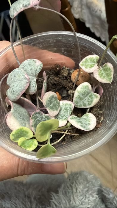 Кімнатні сукуленти з власноі колекціі