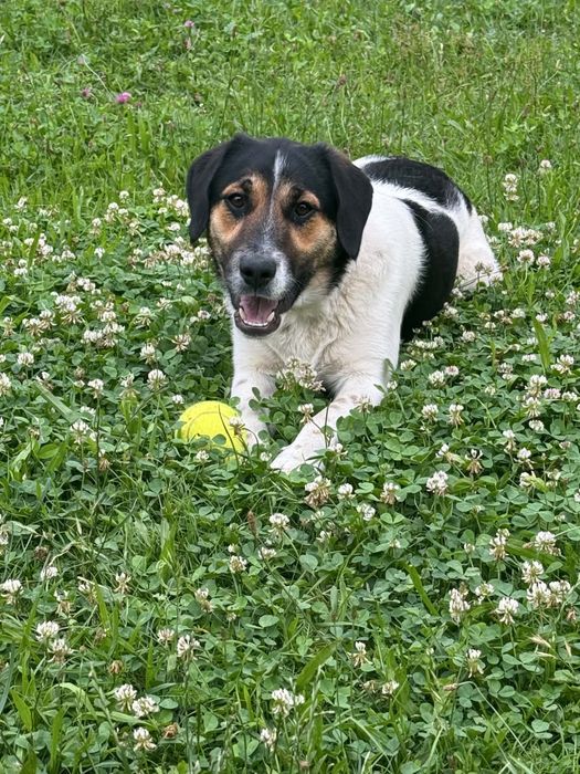 Mix beagla do adopcji – Mafik, 11 miesięcy