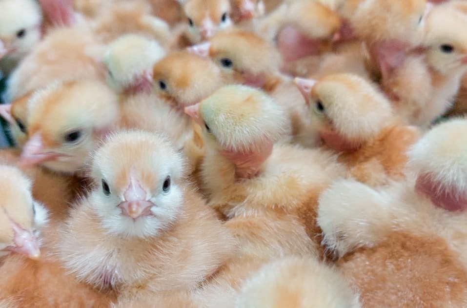 Добові циплята Геркулес, Домінант, Кобб Росс, Мастер, Редбро ОПТ