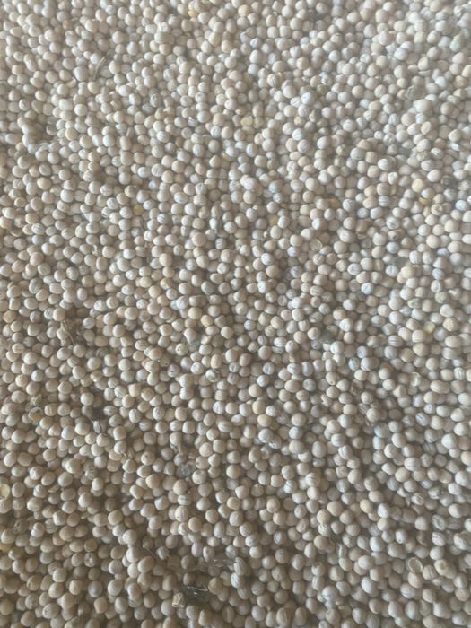 Groch Austonaute po kwalifikacie