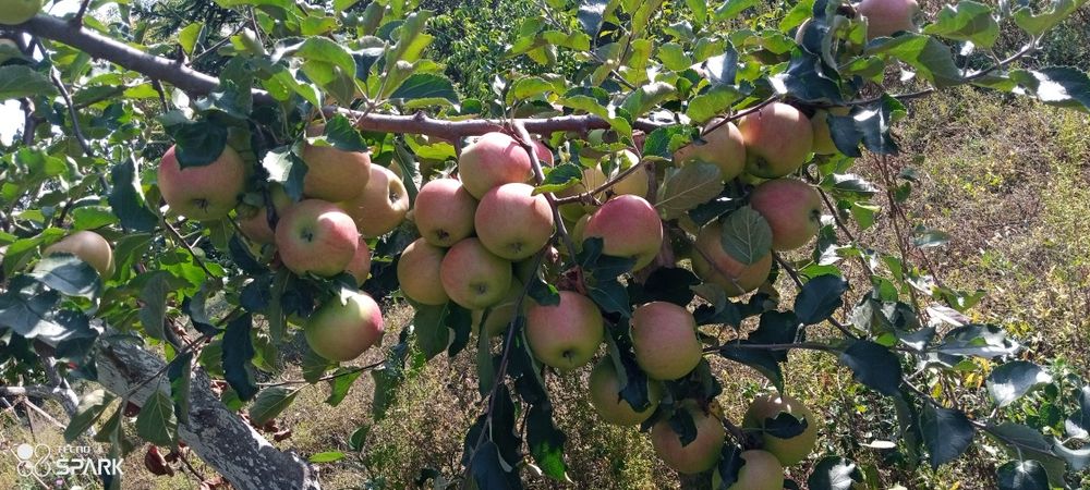 Обрізка фруктових дерев