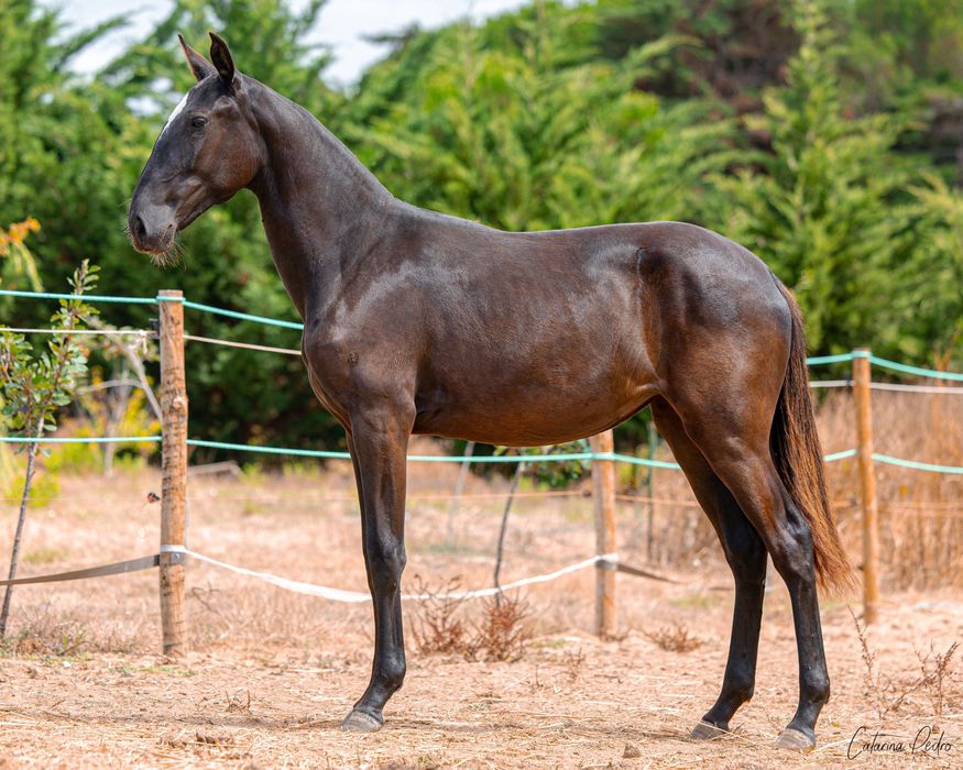 Poldra Puro Sangue Lusitano (1 ano)