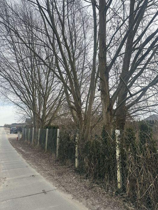 Oddam drewno na opał za uprzatniecie posesji