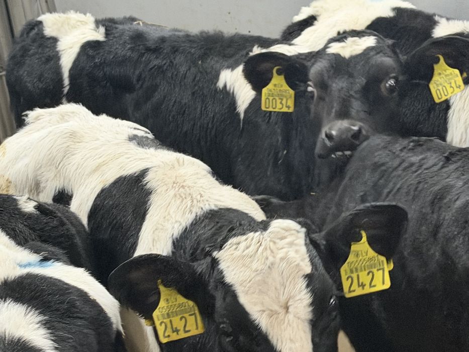 Cielaki odsadki byczki i jałóweczki