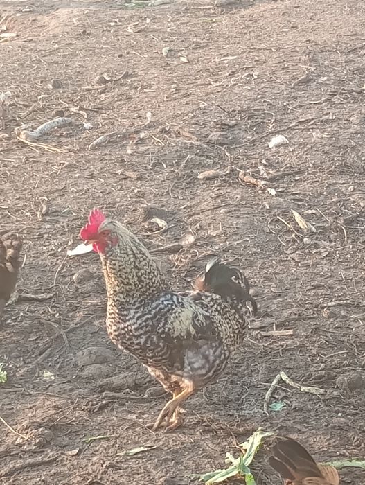 Koguty na sprzedaż.