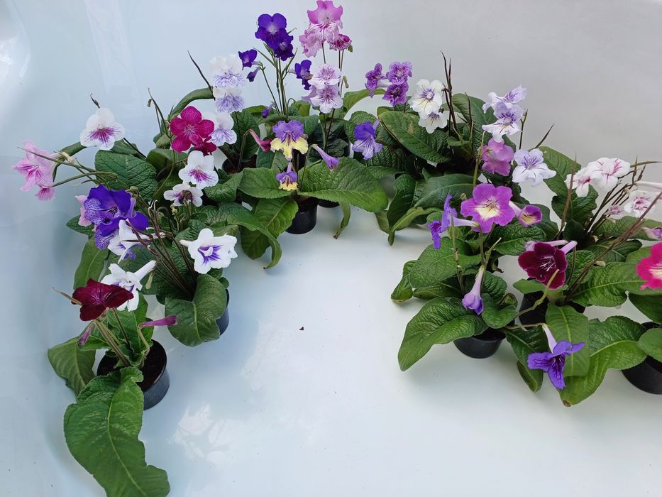 Насіння стрептокарпусів