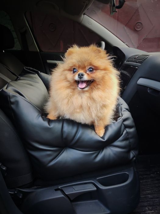 Шкіряне автокрісло для песиків