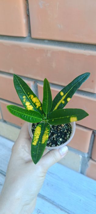 Кротон кодиеум Санни стар