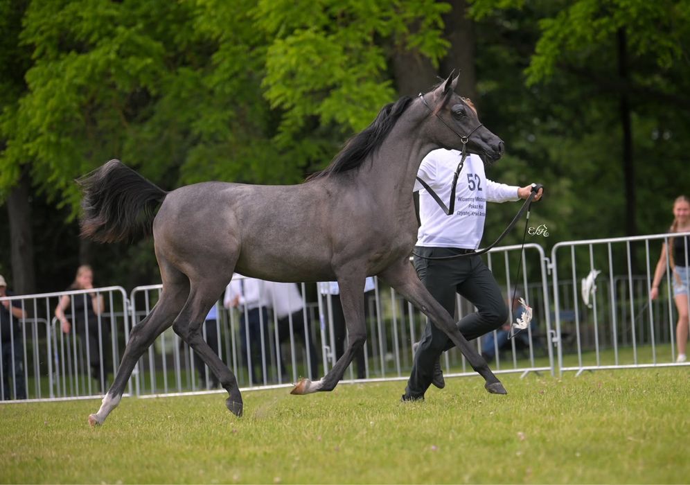 Klacz arabska po championatach