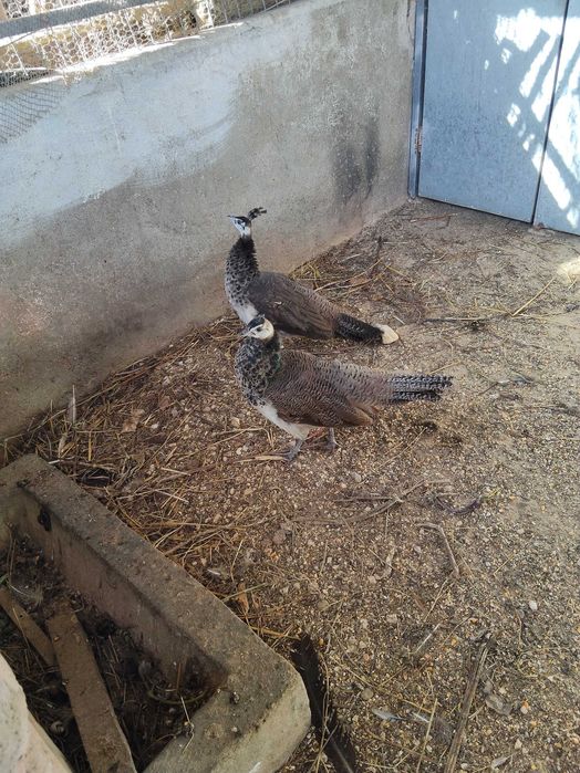 Casal de Pavões 2025