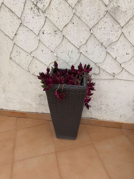 Par de Vasos Altos de Rattan + Plantas de Exterior (Coração-de-Estudante)