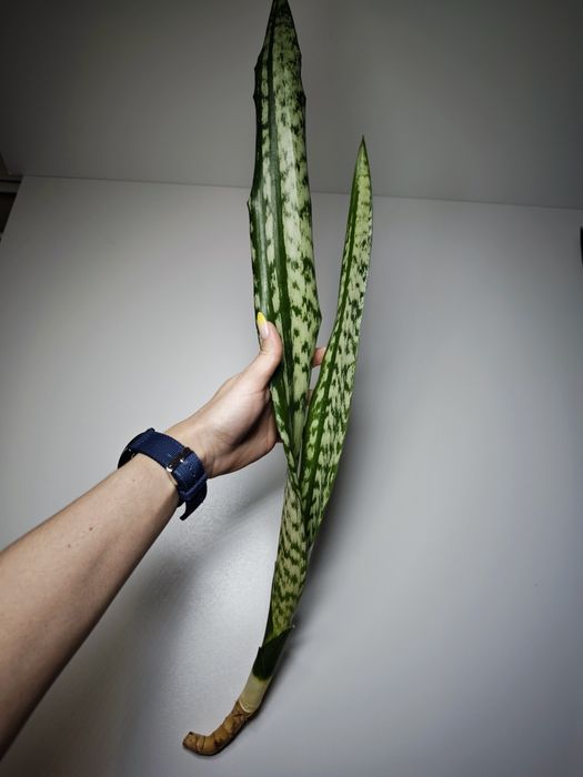 Sansevieria Heart Path