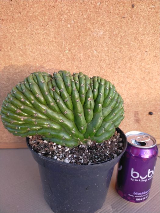 Cacto San Pedro cristata / monstruos