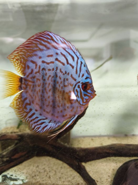 Quatro Peixes Discus