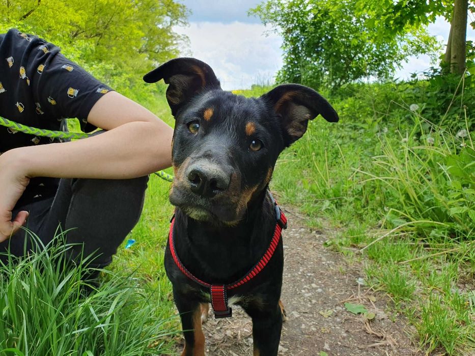 Roczny, przyjazny Pikselek do adopcji