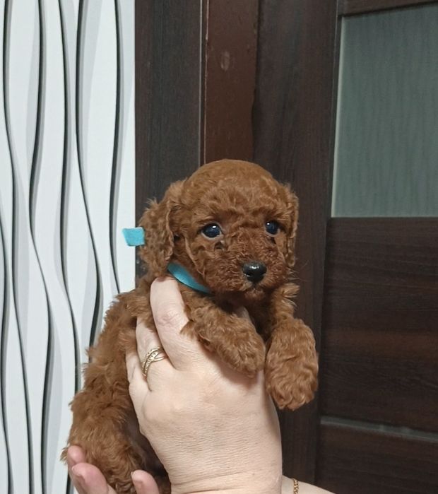 Той пудель ред браун