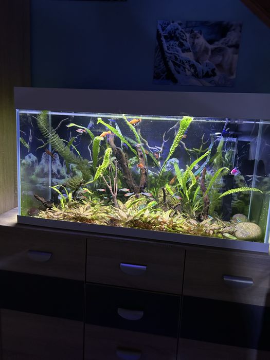 Akwarium 200 litrów  z życiem