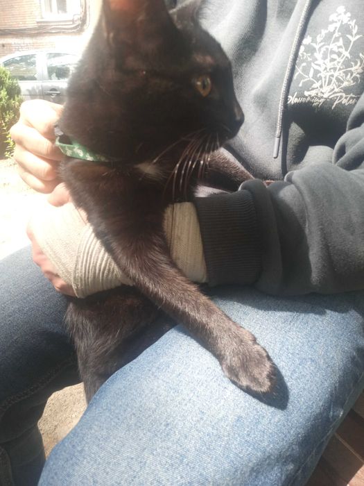 Знайдено чорне кошеня,  Саксаганського-Антоновича