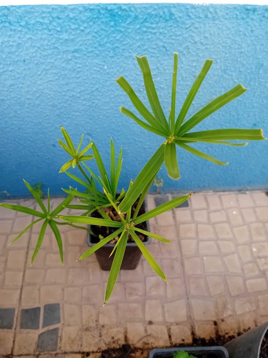 Sombrinha Chinesa / Papiro anao