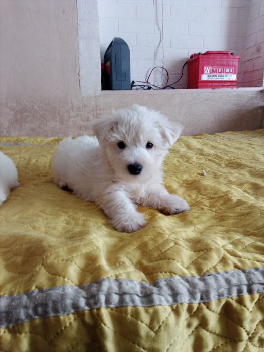 Цуценята Вест хайленд уайт терьер