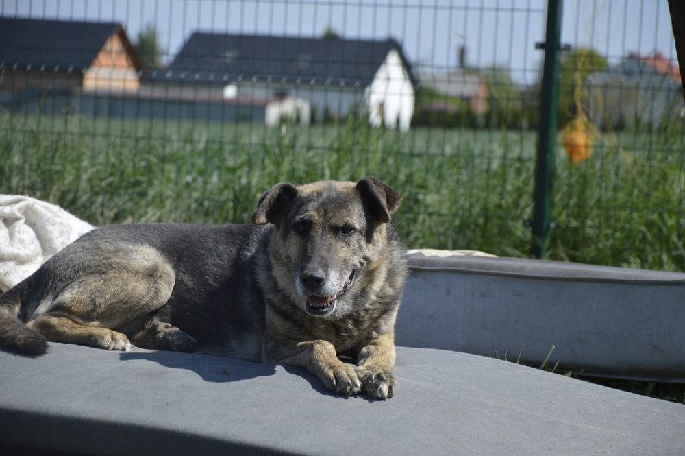 Bronek - psi aniołek czeka na dom