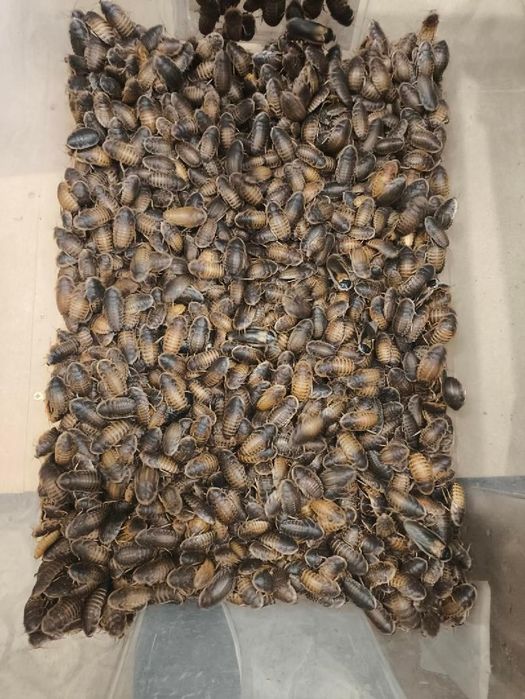 Karaczany argentyńskie B. dubia