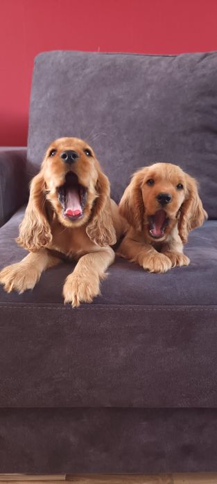Szczeniaki Cocker Spaniel