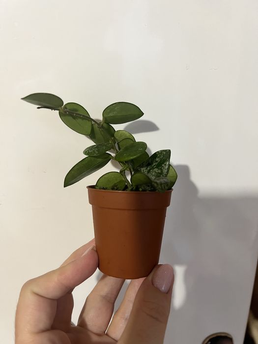 хойя матільда сплеш