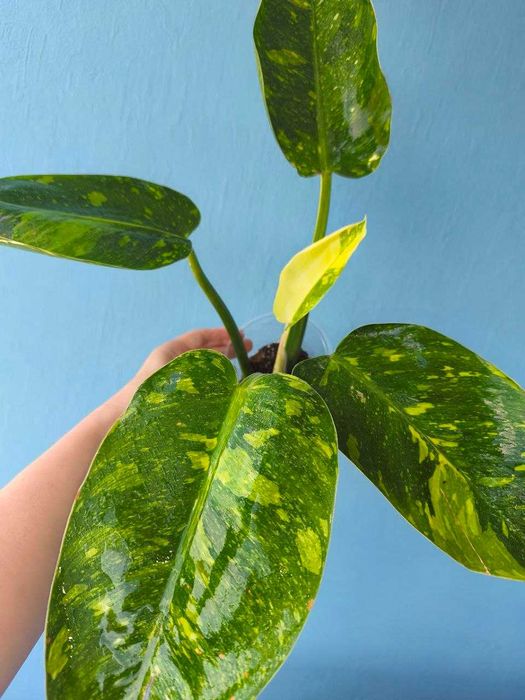 Філодендрон Грін Конго гібрид варіегатний/Philodendron Green Congo hybrid variegata, ароїдні