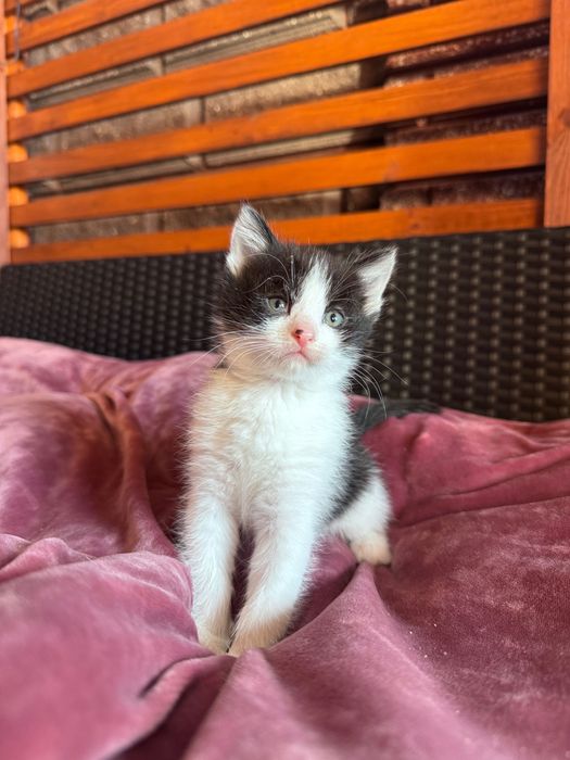 Киця (кошеня) 1.5 міс