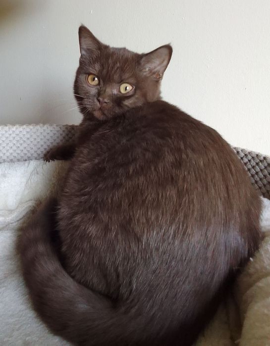 Piękna  kotka  brytyjska czekoladowa-rodowód FPL -do odbioru