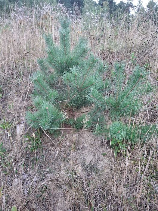 Sosna, brzoza, dąb- drzewka sadzonki